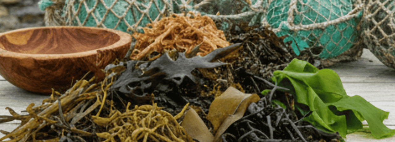 Tang og tare – fra kystens kulturarv til moderne supermat